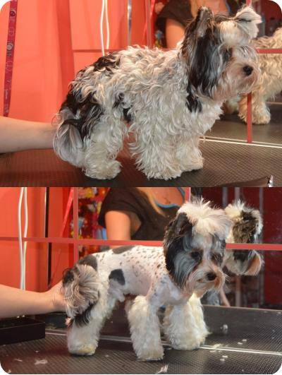 Před a po úpravě Biewer yorkshire terrier