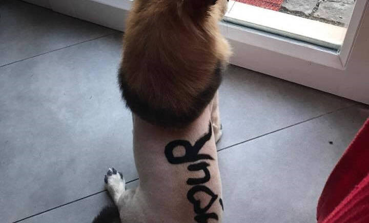 Malování písma na srst 2