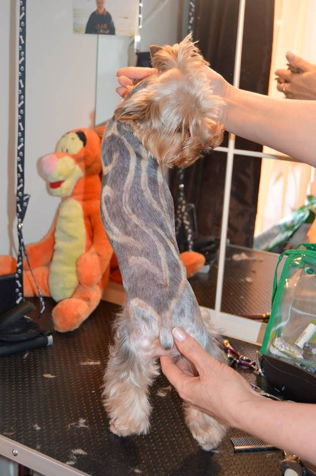 Painting on fur 3