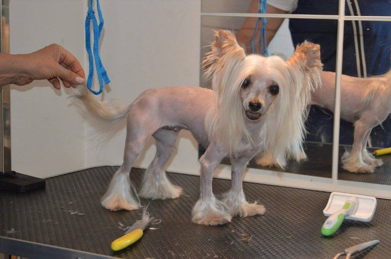 Creative dog haircuts 4