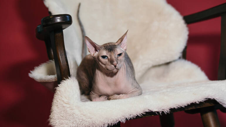 Donský sphynx obr: 3