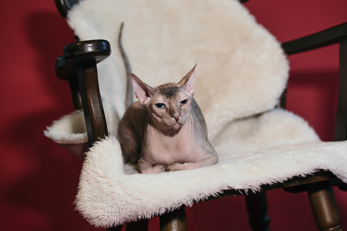 kočka Donský sphynx