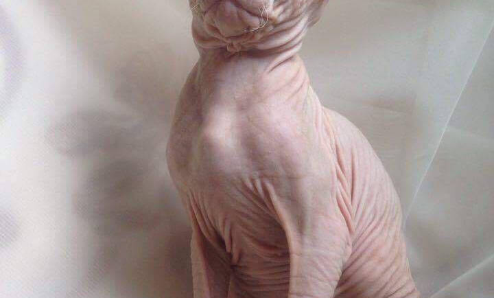 Donský sphynx obr. 12