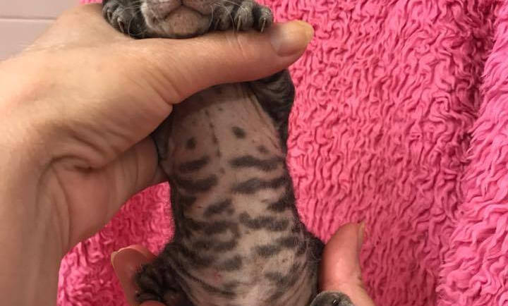 Donský sphynx obr. 11
