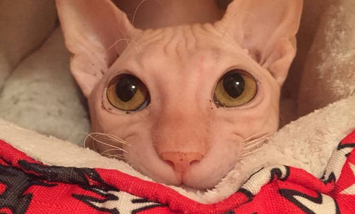 Donský sphynx obr. 10