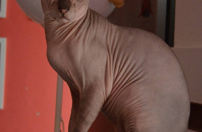 Donský sphynx obr. 4