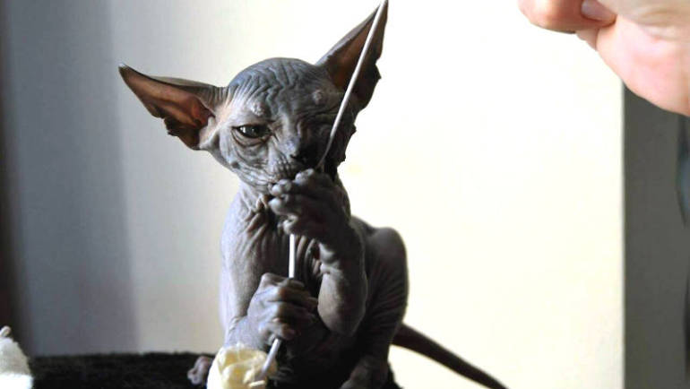 Donský sphynx obr. 5